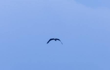 Grey-headed fish (Ichthyophaga ichthyaetus) eagle flying in sky for fishing.