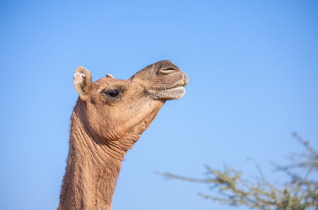Decorated camel at the sand dunes desert ground of pushkar during camel festival.の写真素材