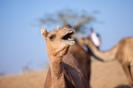 Pushkar fair, Decorated camel at the sand dunes desert ground of pushkar during camel festival.