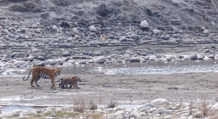 Female tigress (Panthera tigris) with newly bord cubs walking near river side at jungle of jim...