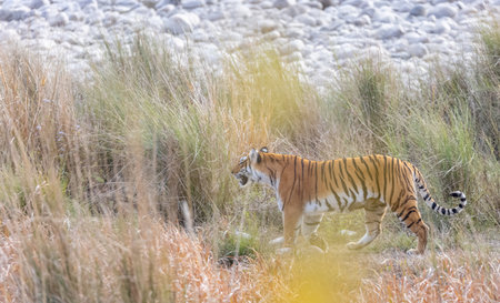 Female tigress (Panthera tigris) with newly bord cubs walking near river side at jungle of jim corbett.の写真素材