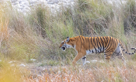 Female tigress (Panthera tigris) with newly bord cubs walking near river side at jungle of jim corbett.の写真素材
