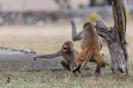 Rhesus macaque (Macaca mulatta) or Indian Monkey play full mode in the forest of corbett.