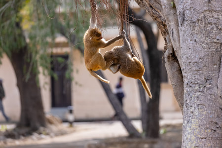 Rhesus macaque (Macaca mulatta) or Indian Monkey play full mode in the forest of corbett.の写真素材