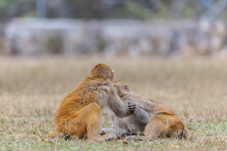 Rhesus macaque (Macaca mulatta) or Indian Monkey play full mode in the forest of corbett.