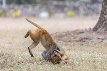 Rhesus macaque (Macaca mulatta) or Indian Monkey play full mode in the forest of corbett.の写真素材