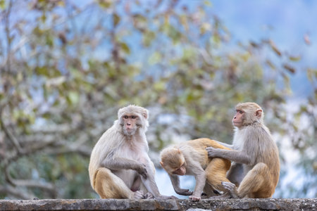 Rhesus macaque (Macaca mulatta) or Indian Monkey play full mode in the forest of corbett.の写真素材