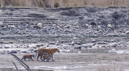 Female tigress (Panthera tigris) with newly bord cubs walking near river side at jungle of jim...