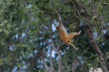 Rhesus macaque (Macaca mulatta) or Indian Monkey play full mode in the forest of corbett.の写真素材