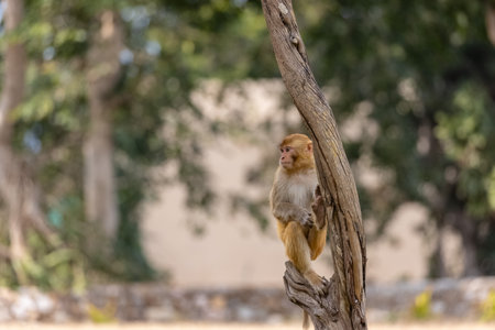 Rhesus macaque (Macaca mulatta) or Indian Monkey play full mode in the forest of corbett.