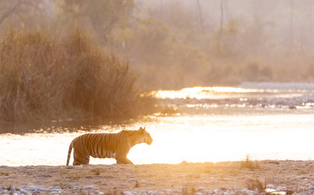 Female tigress (Panthera tigris) near river at jim corbett forest.の写真素材