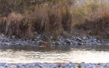 Female tigress (Panthera tigris) near river at jim corbett forest.