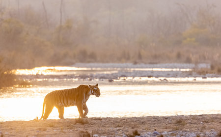 Female tigress (Panthera tigris) near river at jim corbett forest.の写真素材