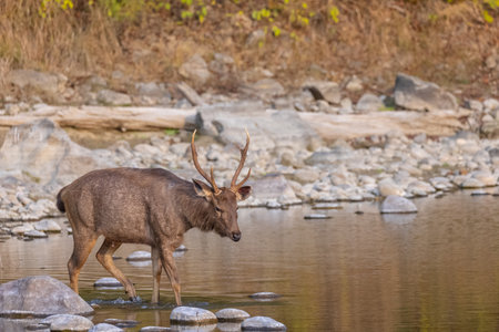 Sambar deer (Rusa unicolor) standing near river in the forest of Corbett National park.の写真素材