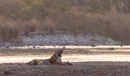 Female tigress (Panthera tigris) near river at jim corbett forest.の写真素材