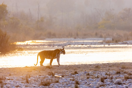 Female tigress (Panthera tigris) near river at jim corbett forest.の写真素材