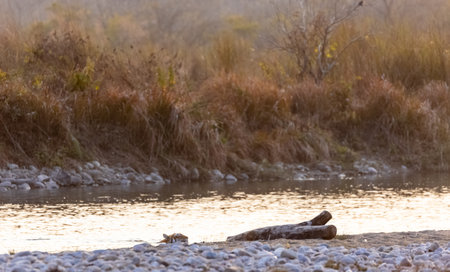 Female tigress (Panthera tigris) near river at jim corbett forest.