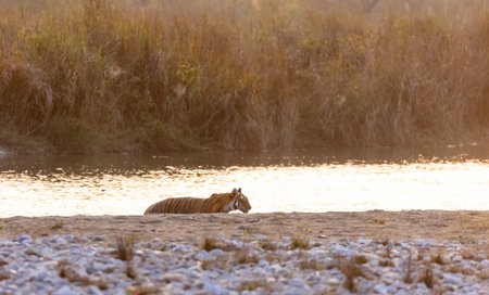 Female tigress (Panthera tigris) near river at jim corbett forest.