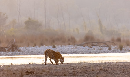 Female tigress (Panthera tigris) near river at jim corbett forest.の写真素材