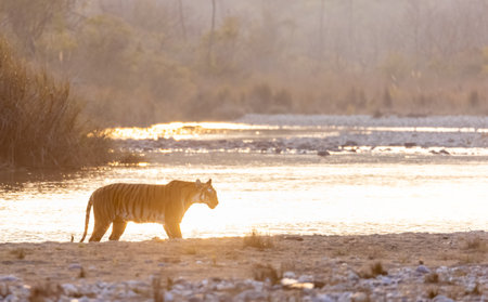 Female tigress (Panthera tigris) near river at jim corbett forest.の写真素材
