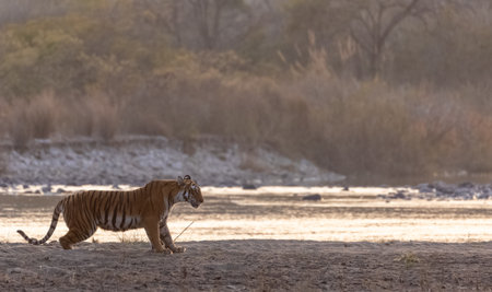 Female tigress (Panthera tigris) near river at jim corbett forest.の写真素材