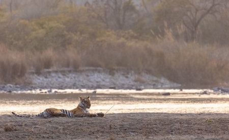 Female tigress (Panthera tigris) near river at jim corbett forest.の写真素材