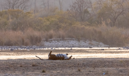 Female tigress (Panthera tigris) near river at jim corbett forest.の写真素材