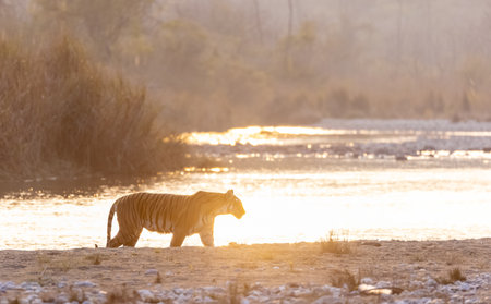 Female tigress (Panthera tigris) near river at jim corbett forest.の写真素材
