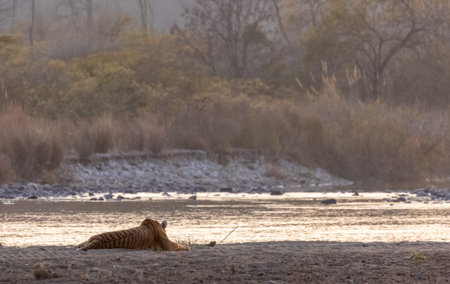 Female tigress (Panthera tigris) near river at jim corbett forest.の写真素材