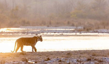 Female tigress (Panthera tigris) near river at jim corbett forest.の写真素材