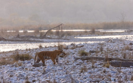 Female tigress (Panthera tigris) walking in the jungle.