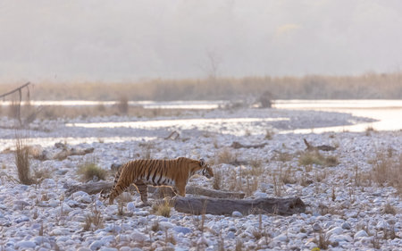 Female tigress (Panthera tigris) walking in the jungle of jim corbett forest.