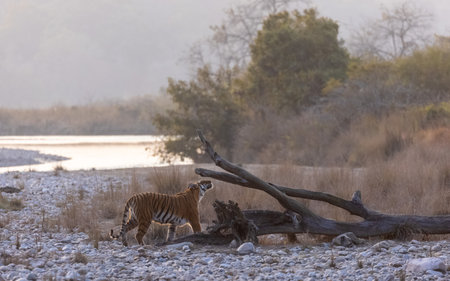 Female tigress (Panthera tigris) walking in the jungle of jim corbett forest.の写真素材