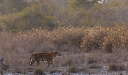Female tigress (Panthera tigris) walking in the jungle of jim corbett forest.