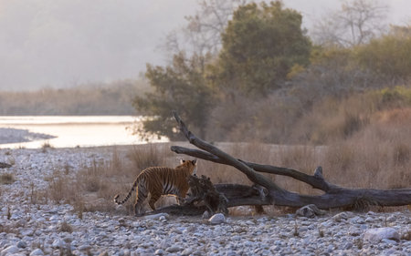 Female tigress (Panthera tigris) walking in the jungle of jim corbett forest.