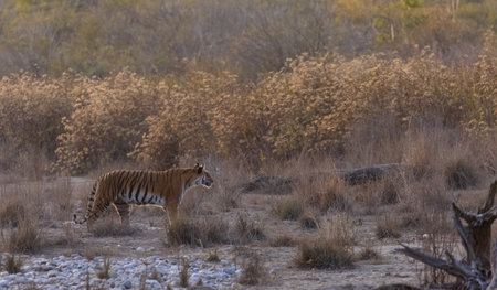 Female tigress (Panthera tigris) walking in the jungle of jim corbett forest.