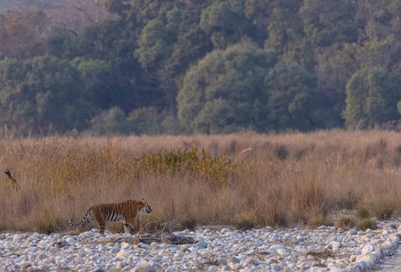 Female tigress (Panthera tigris) walking in the jungle of jim corbett forest.の写真素材