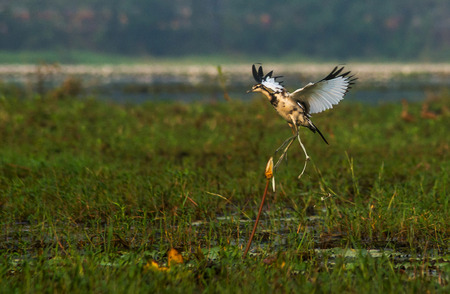 A phesant tailed Jacana taking off from a paddy fieldの写真素材
