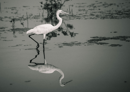 A common heron hunting on a lake shoreの写真素材