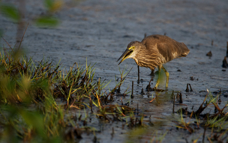 Indian Pond Heron (Paddy bird) Fishingの写真素材