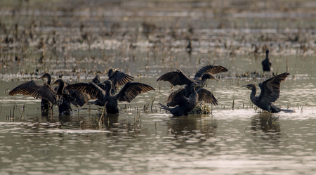 A flock of Indian Comorants drying their wings on a sunny day