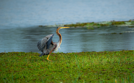 A puple heron opening his wings and about to take offの写真素材