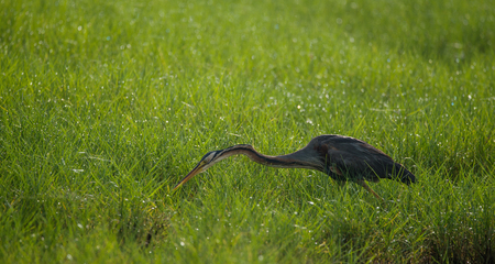 Pruple Heron looking for food in a green fieldの写真素材