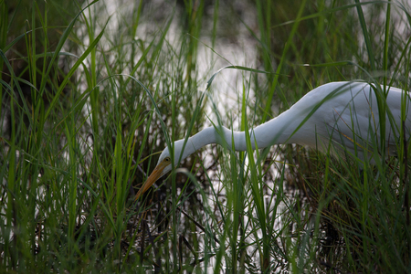 Great Egret Bird about to catch a fishの写真素材