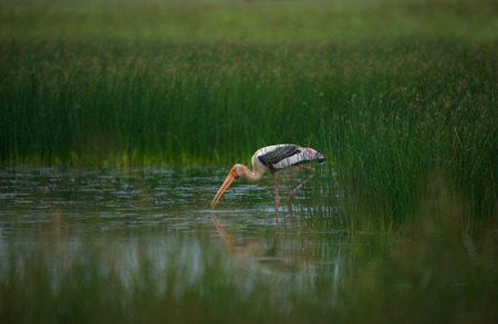 Painted Stork with fish caught in its beaksの写真素材