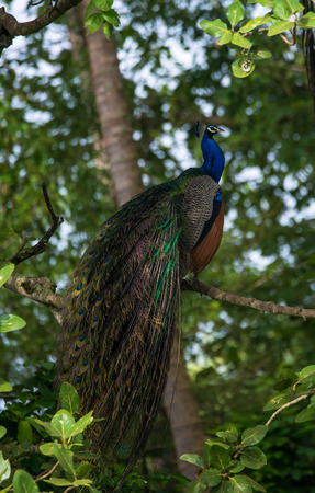 An Indian Peafowl Bird on a tree branchの写真素材