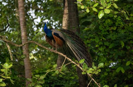 An Indian Peafowl Bird perched on a treeの写真素材