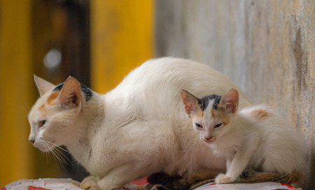 A look alike cat and her cub
