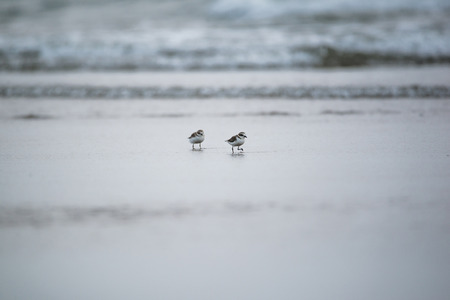 Plover Birds on the beach in waterの写真素材