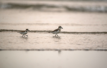 Pair of plover birds walking on the beach in the eveningの写真素材
